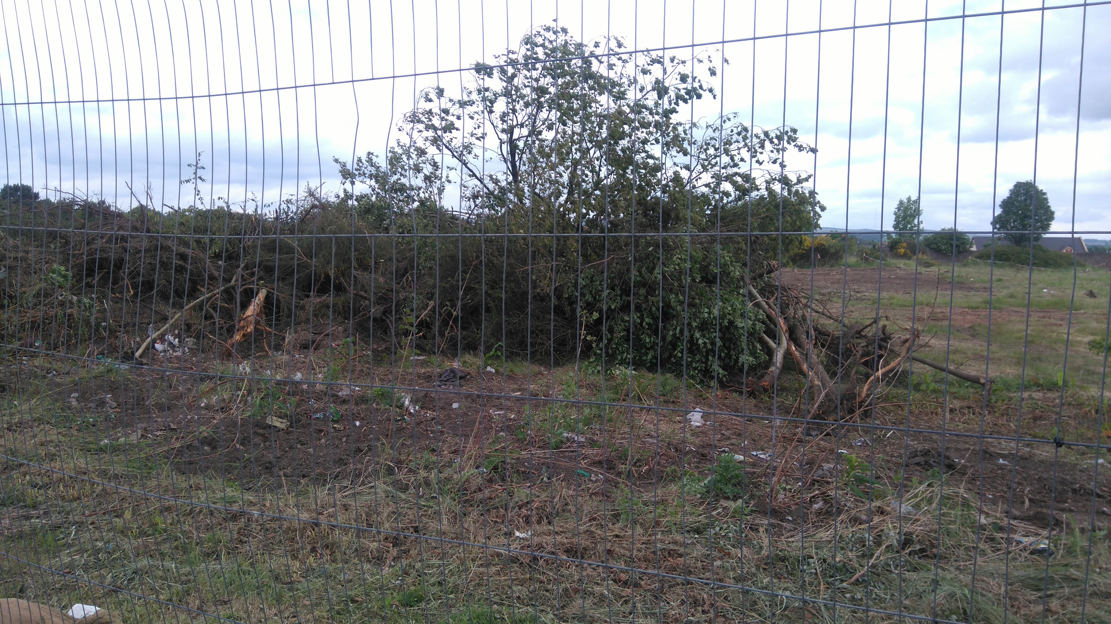 Vegetation on the site.