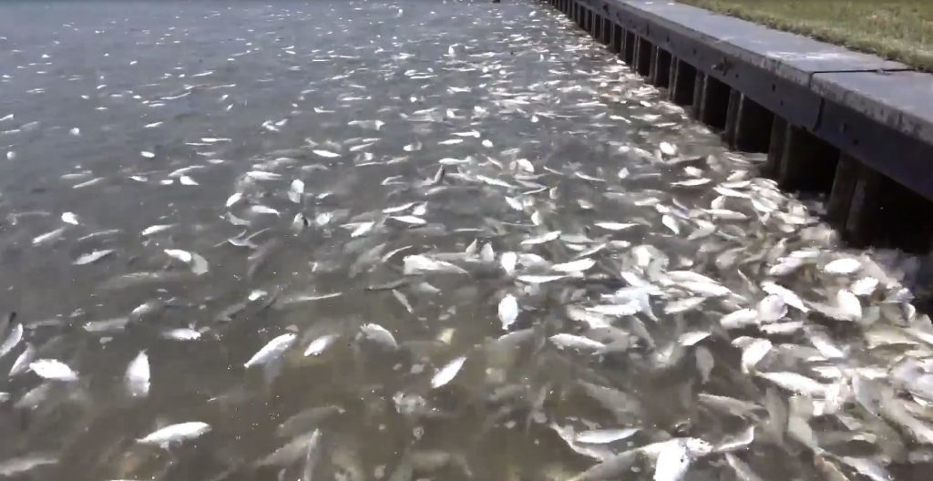 Thousands of dead and dying fish wash up on the shores of Texas.