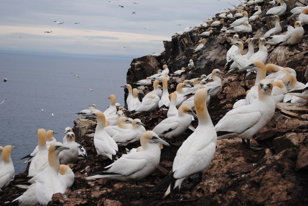 Gannet2