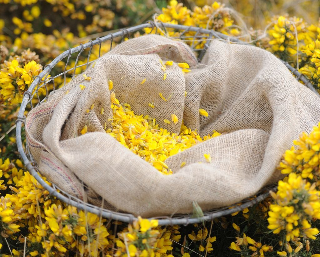 Filling the basket with gorse flowers.