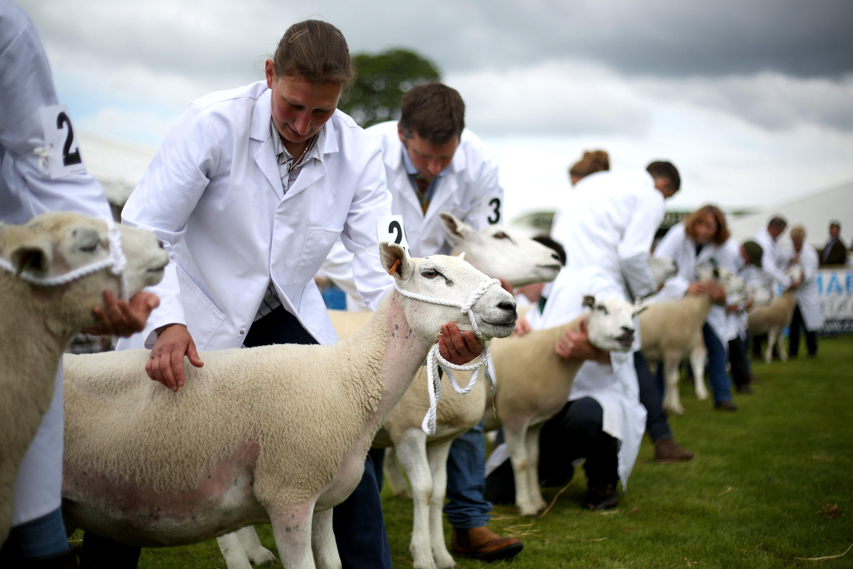 Sheep being shown at Royal Highland Show.