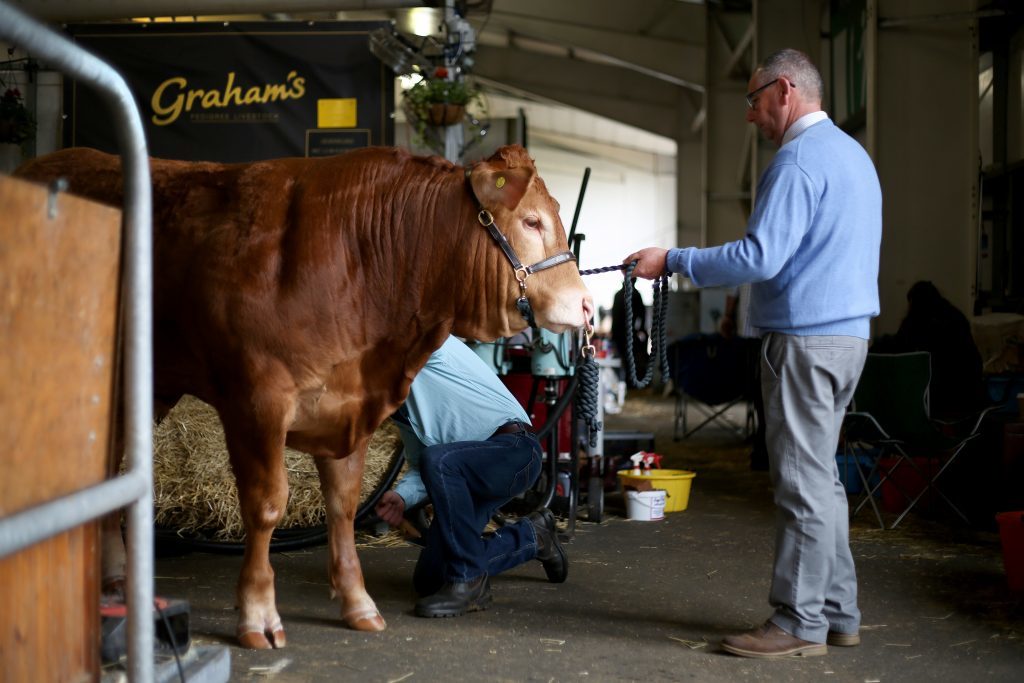 People preparing animals for showing at Royal Highland Show.