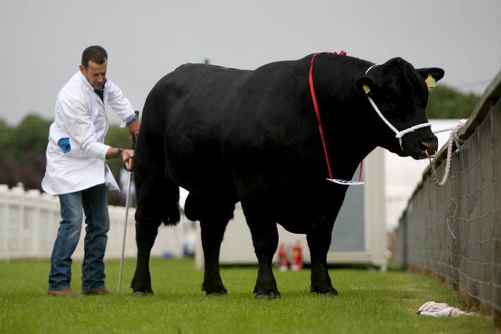 A bull on show at the Royal Highland Show.