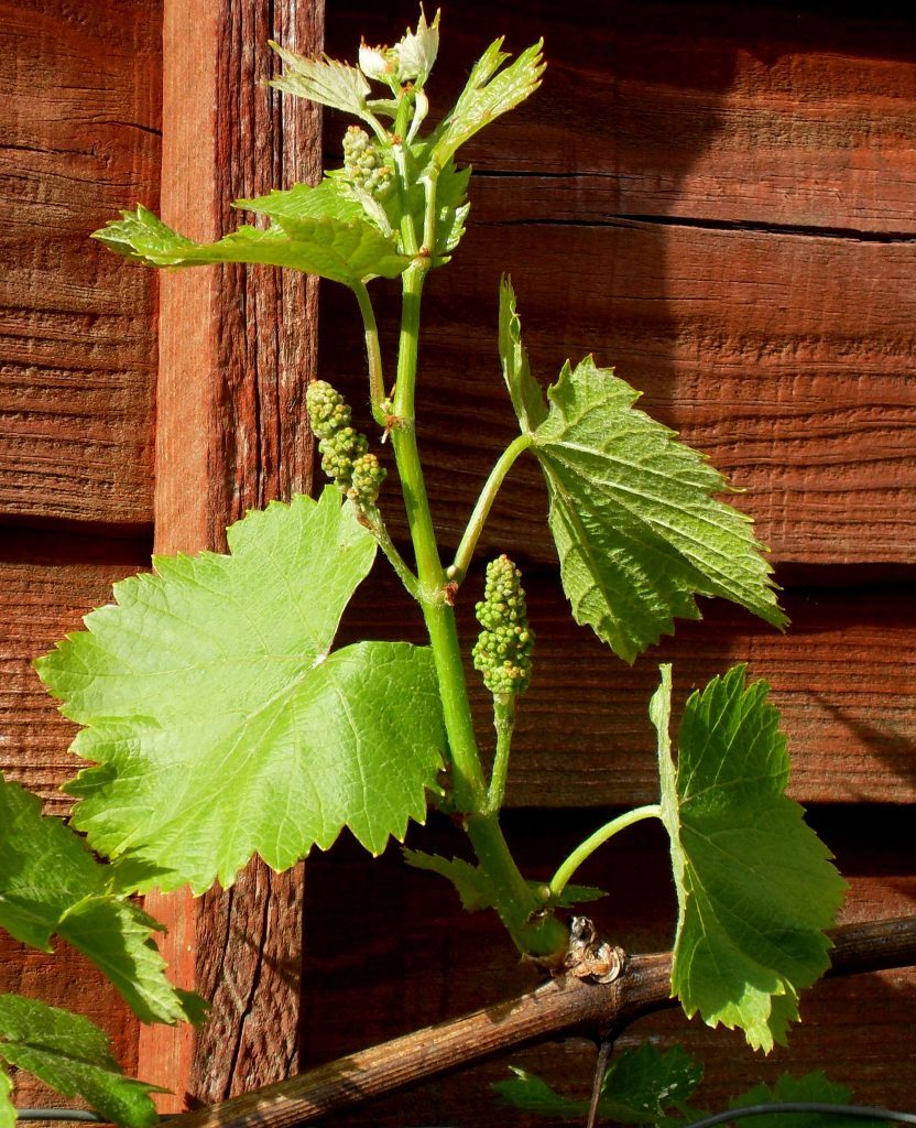 Outdoor grape Regent in May