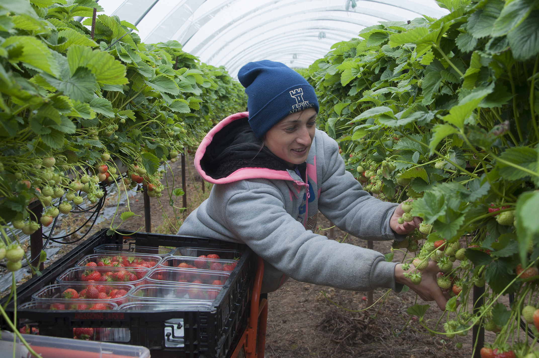 East European soft fruit pickers. Picture shows;  Jianu Elena Madacily.