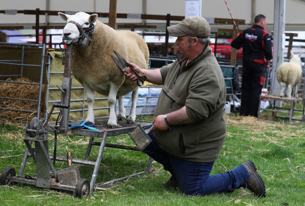 Hugh MacKenzie, from Sutherland, prepares his North County Cheviot.