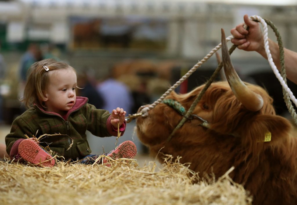 Esme Buckle from Dumfries watches a Highland Cow.