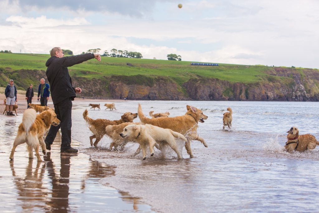 Courier News - Angus - Reporters - Golden Retriever Scotland Lunan Bay Meet - Montrose - Golden Retriever Scotland Group meets at Lunan Bay in Montrose for a Beach Walk with their dogs. - Picture Shows: Member of Golden Retriever Scotland attend a Group Walk and let their dogs play and run in the beach and surf. - Sunday 4 June 2017