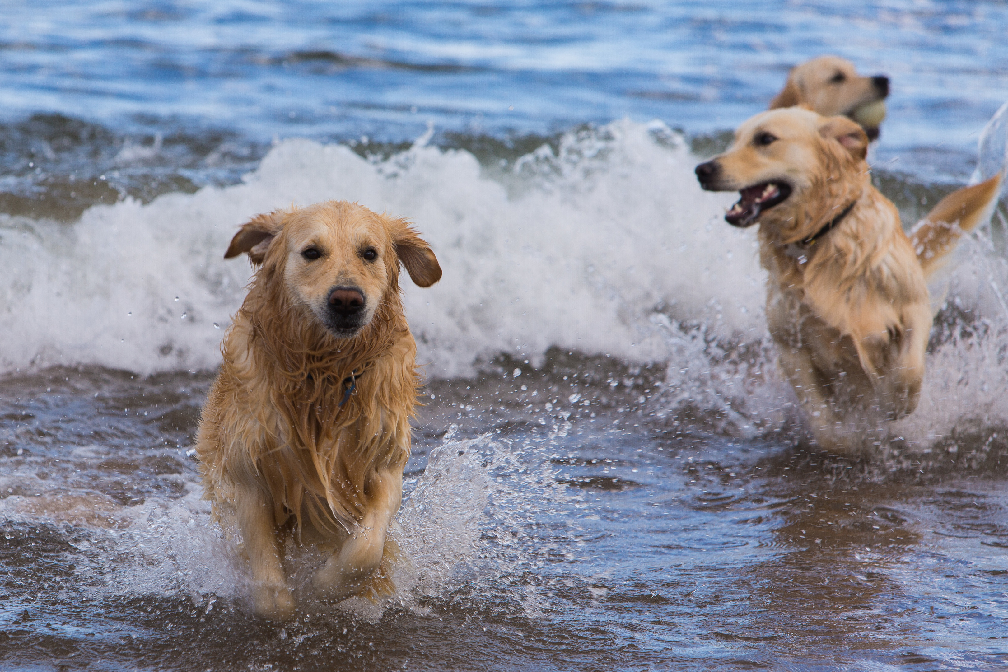 Two dogs play and run in the beach and surf. Image: Steve Brown/DC Thomson.