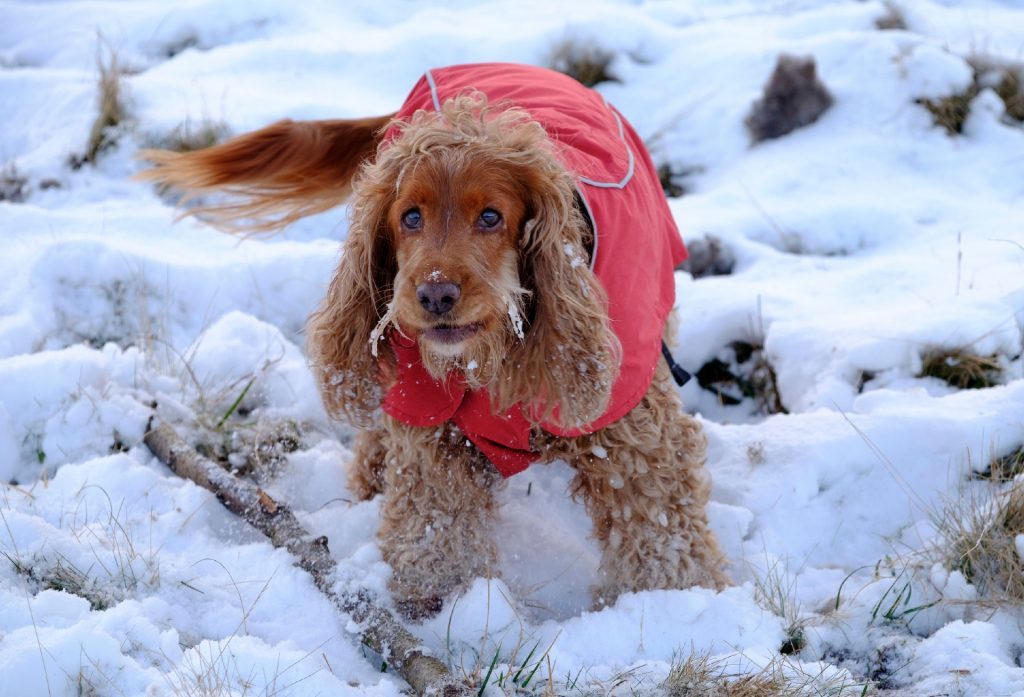 Could your dog be Tiso's Ambassadog 2017? Sophie the Cocker Spaniel hopes so!