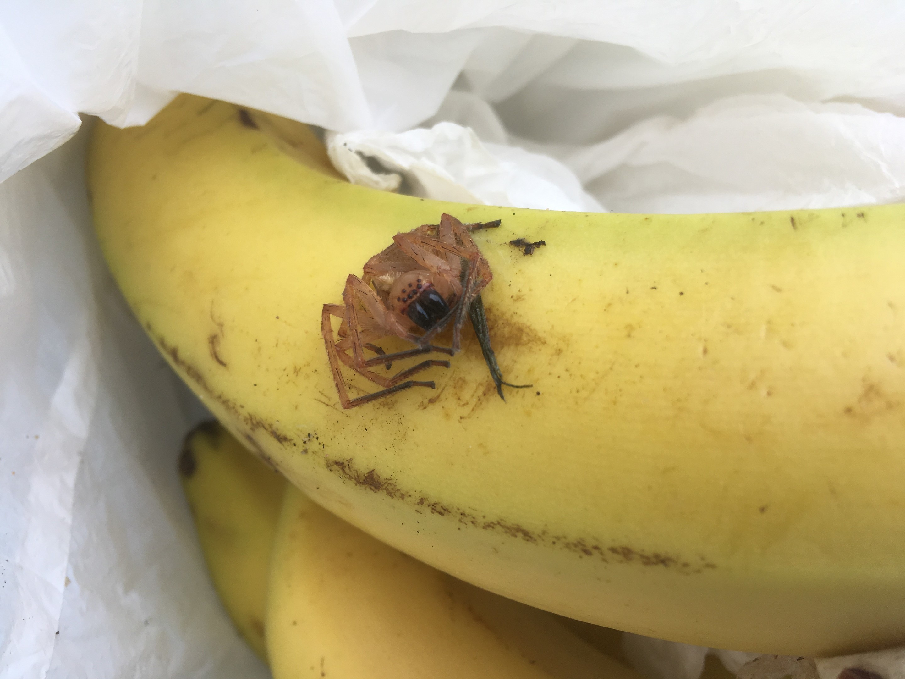 The spider found in the Aldi bananas.
