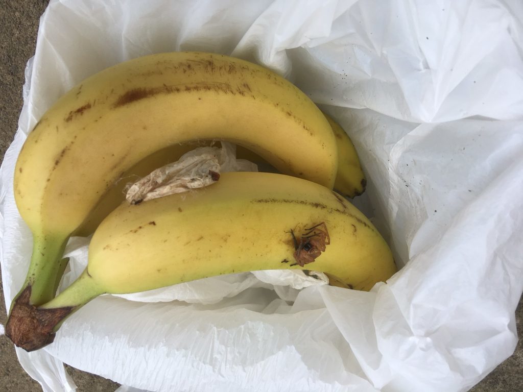 The egg sac was between the bananas. 