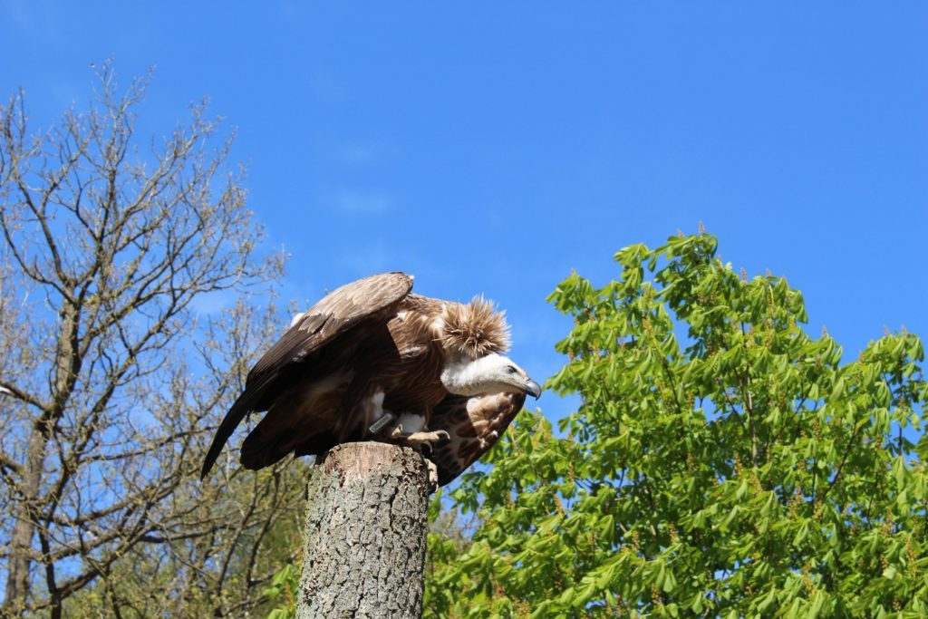 A vulture about to take off during the raptor show.