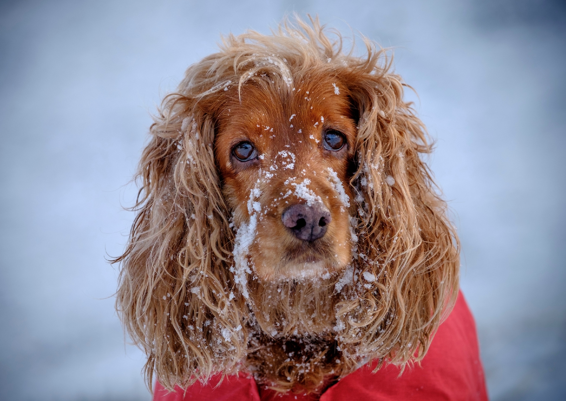 Sophie, an eight year old Cocker Spaniel demonstrates the use of the Ruffwear winter wear for dogs in the Pentland Hills near Edinburgh.