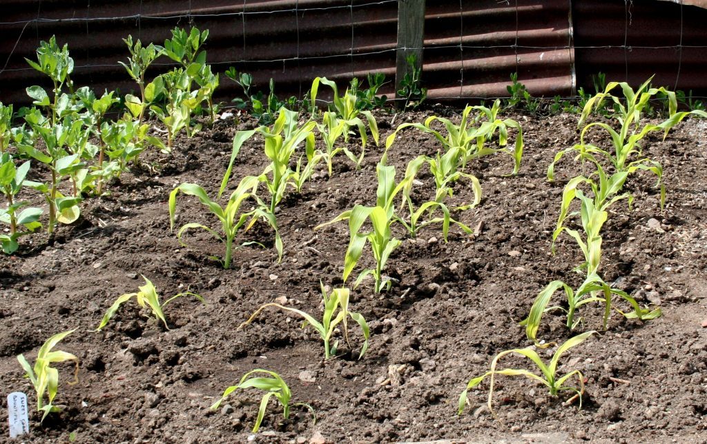 Young sweet corn just planted