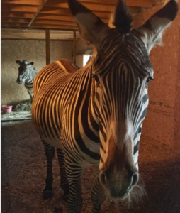 Marty and Jez, members of the endangered Grevy's zebra species, moved into Fife Zoo in March
