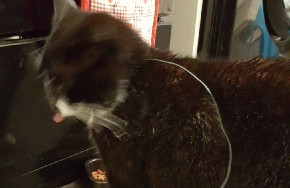 Chubbs the cat returned home with an illegally set snare round his neck