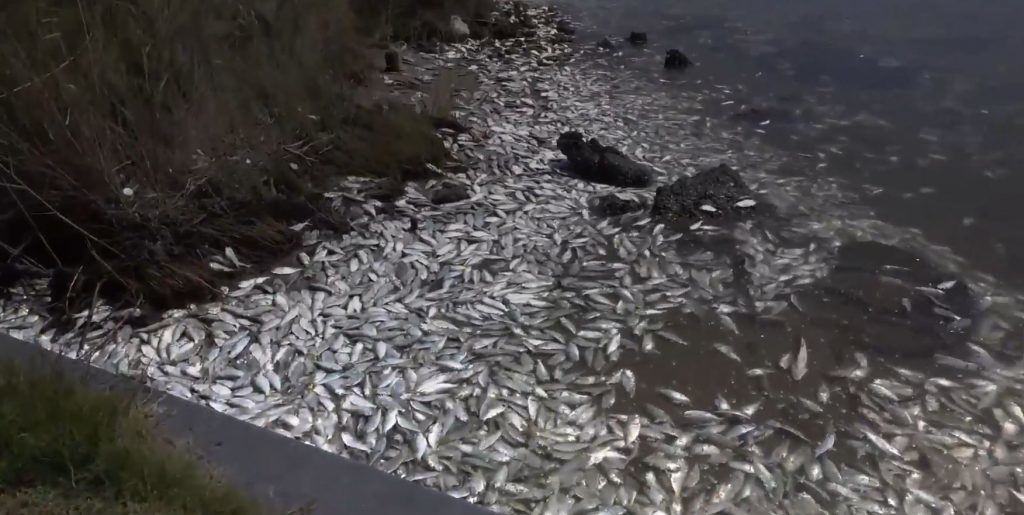 Thousands of dead and dying fish wash up on the shores of Texas.