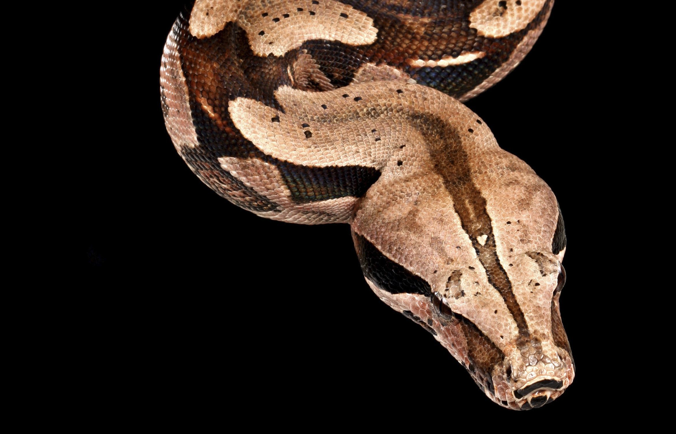 A Red Tail Boa hanging from a tree branch.