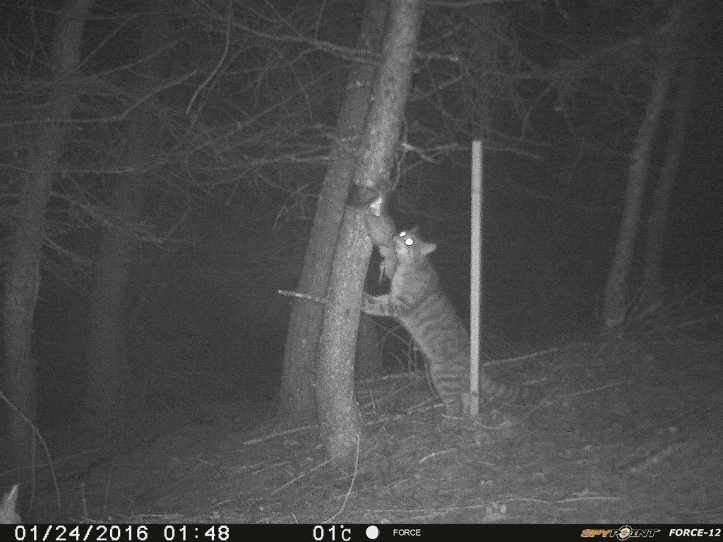 A Scottish wildcat.