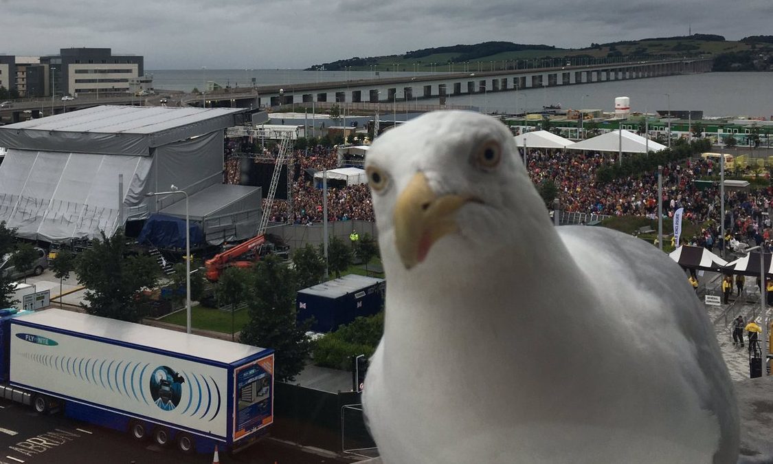 A herring gull photobombs the Little Mix picture.