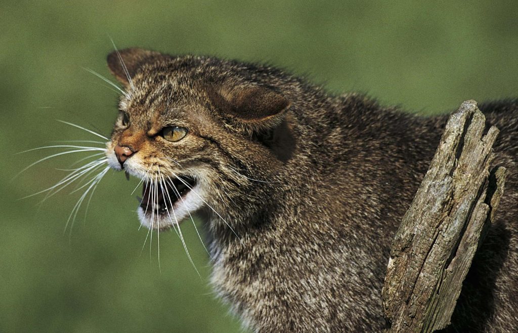 Scottish wildcat.