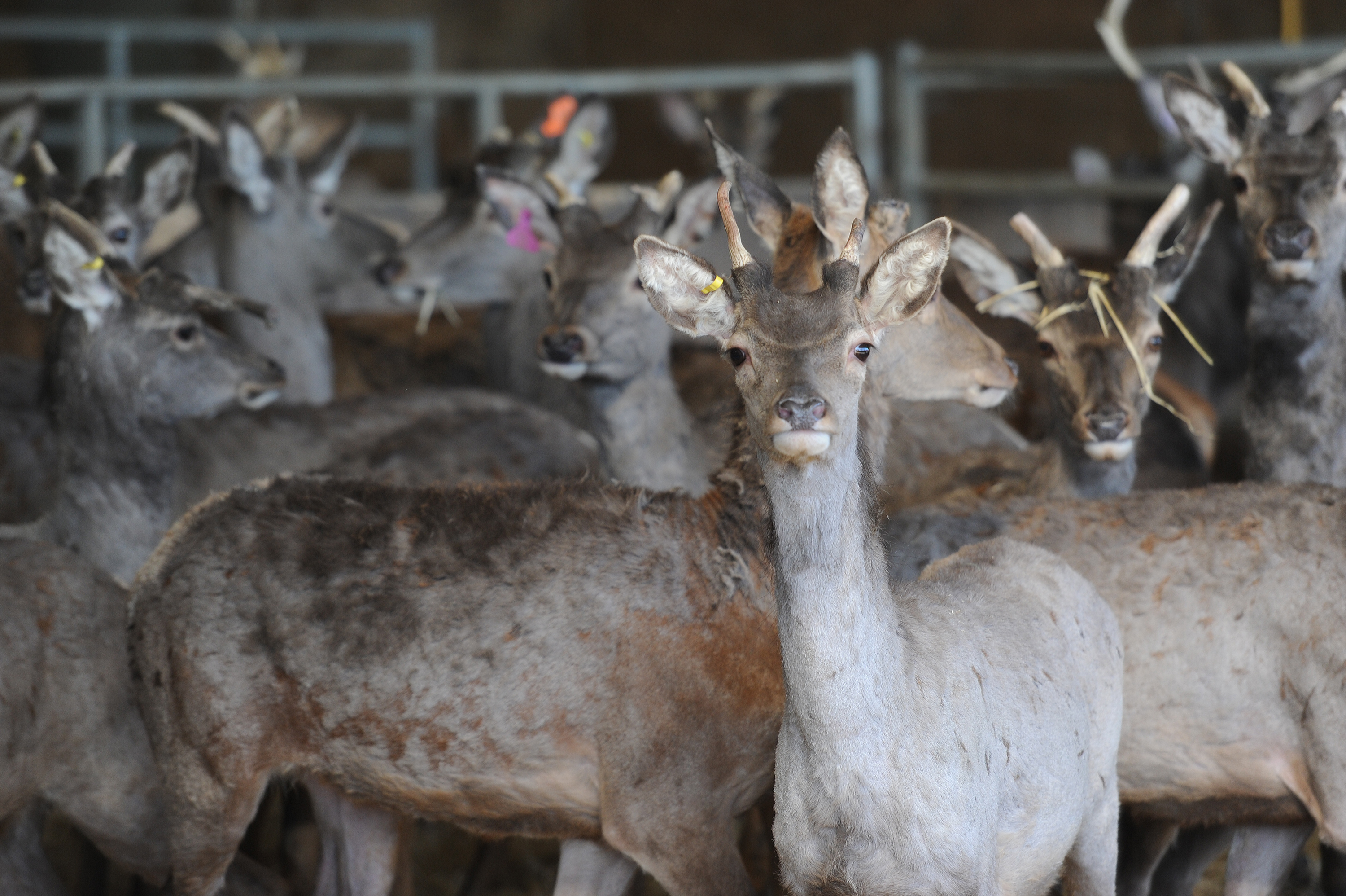Around a third of venison sold in the UK is imported