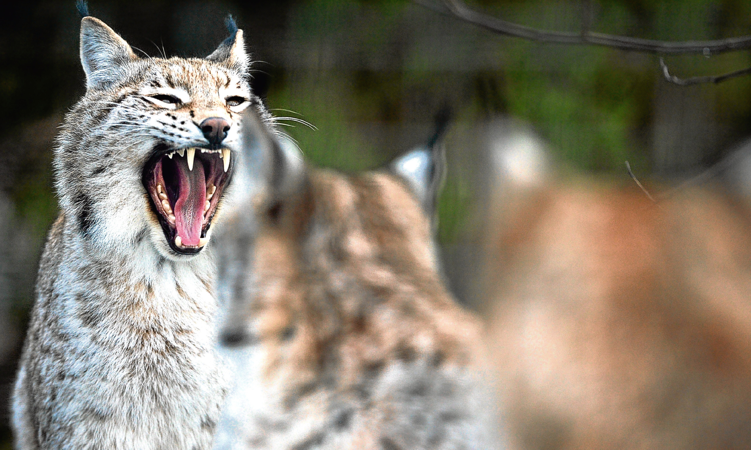 Young lynx wait to be fed at Highland Wildlife Park, Kincraig.