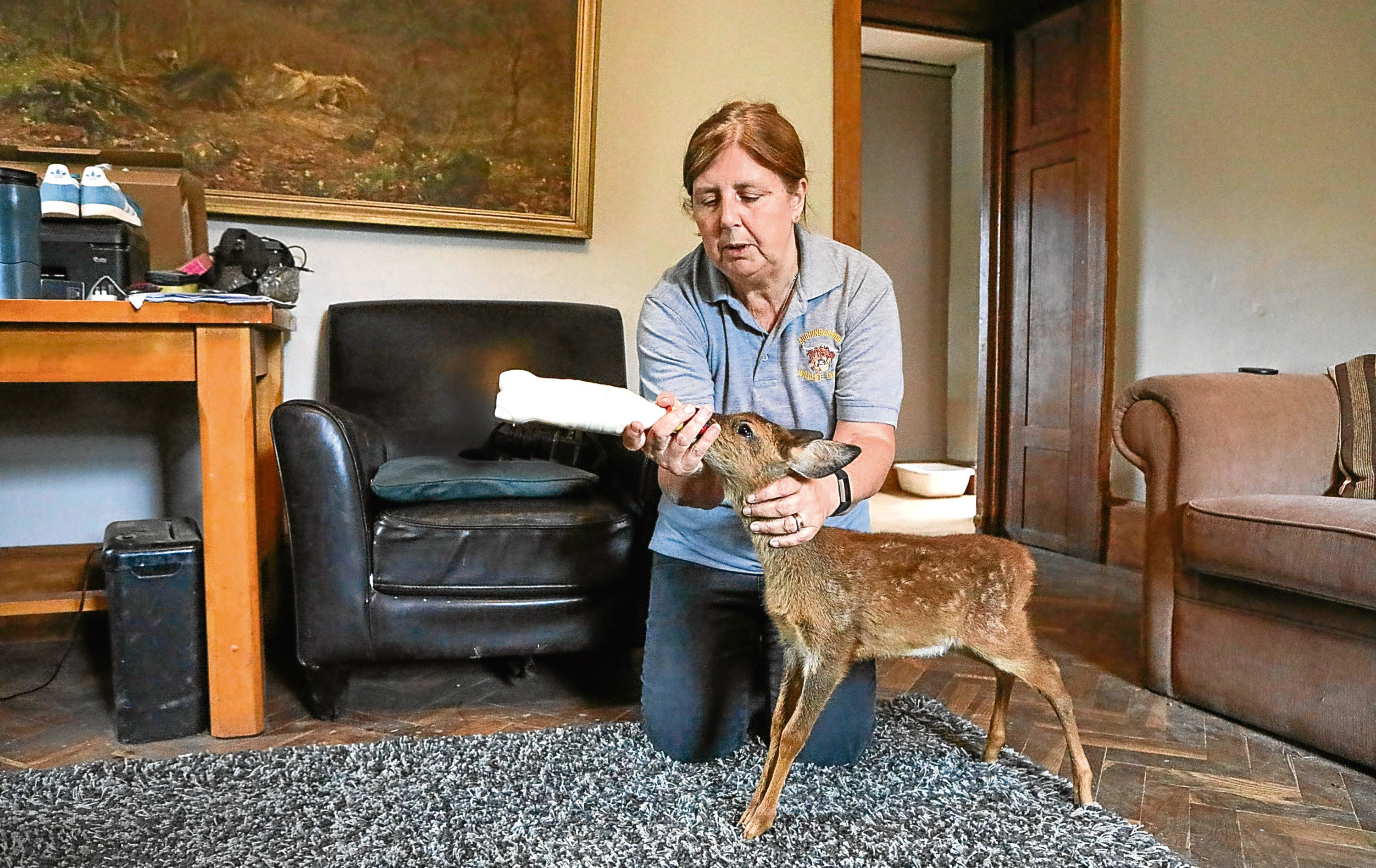 The family are raising the adorable deer fawn in their living room after it was rescued from the roadside.