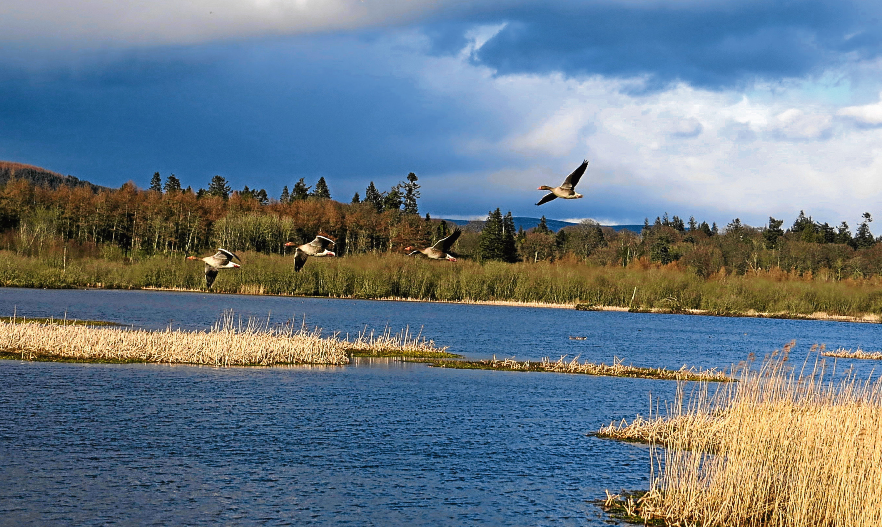 Geese in flight over the nature reserve at Loch of Kinnordy near Kirriemuir.