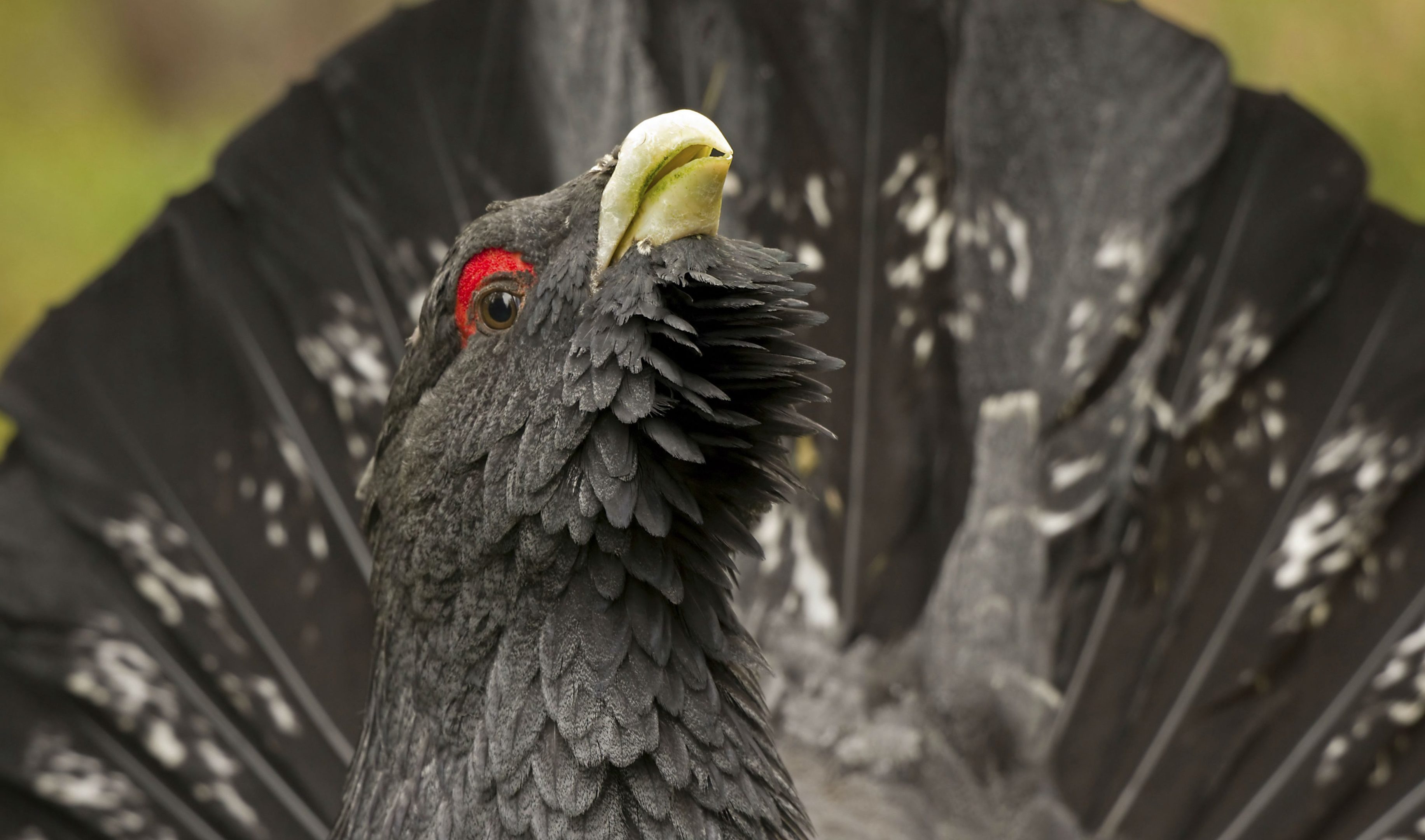 A capercaillie.