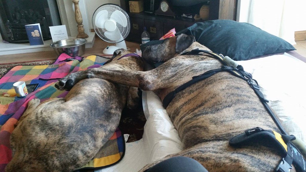 Zeus and his good lady Xena snuggling up at home.