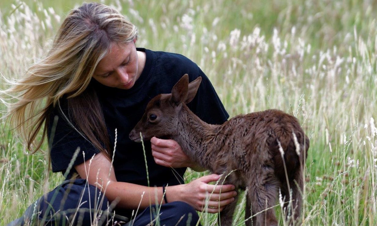 The Scottish SPCA's Head of Large Mammals Sheelagh McAllister with the weak fawn