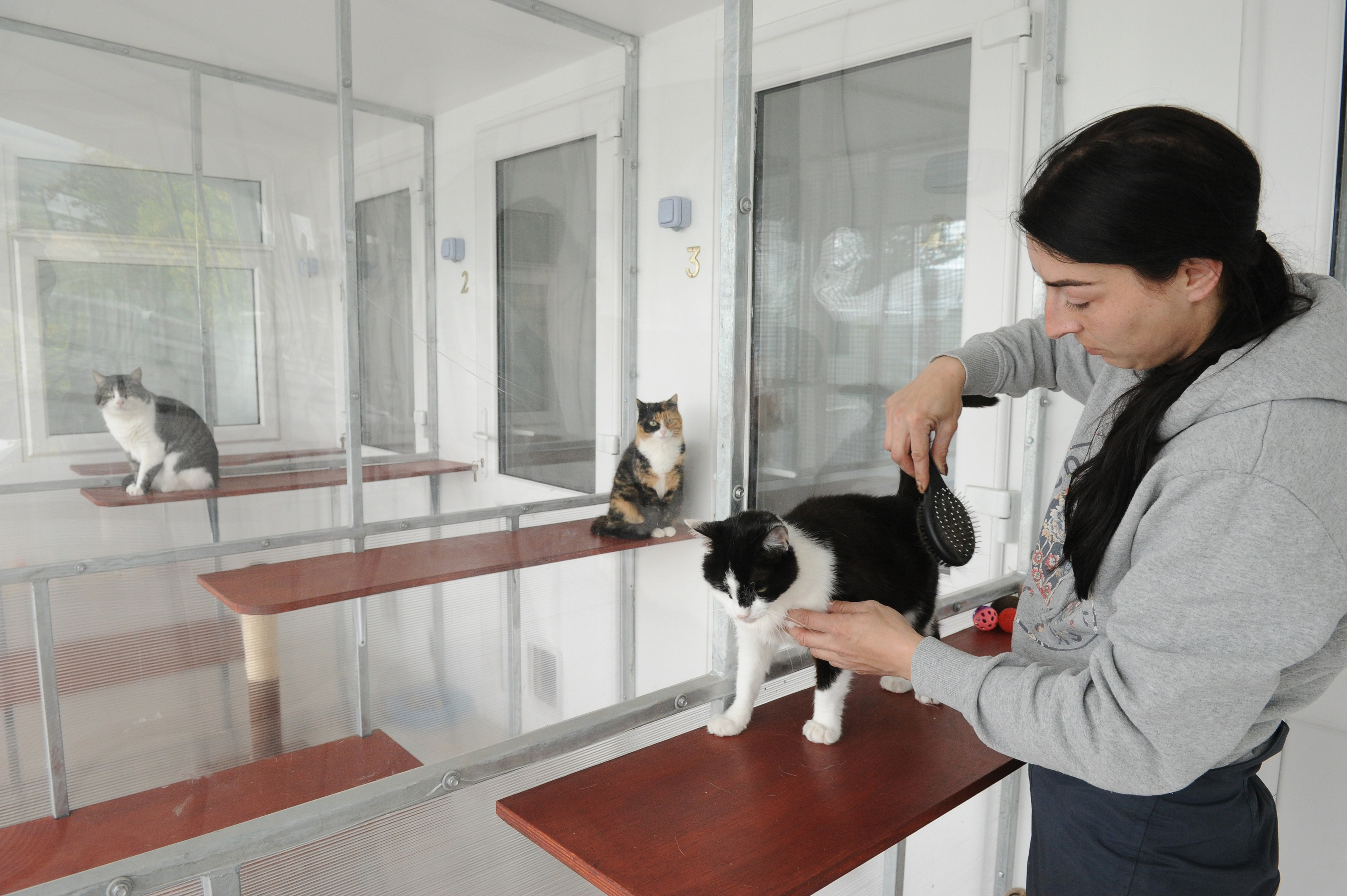 Cattery manager Emma Dick brushing down Daisy.