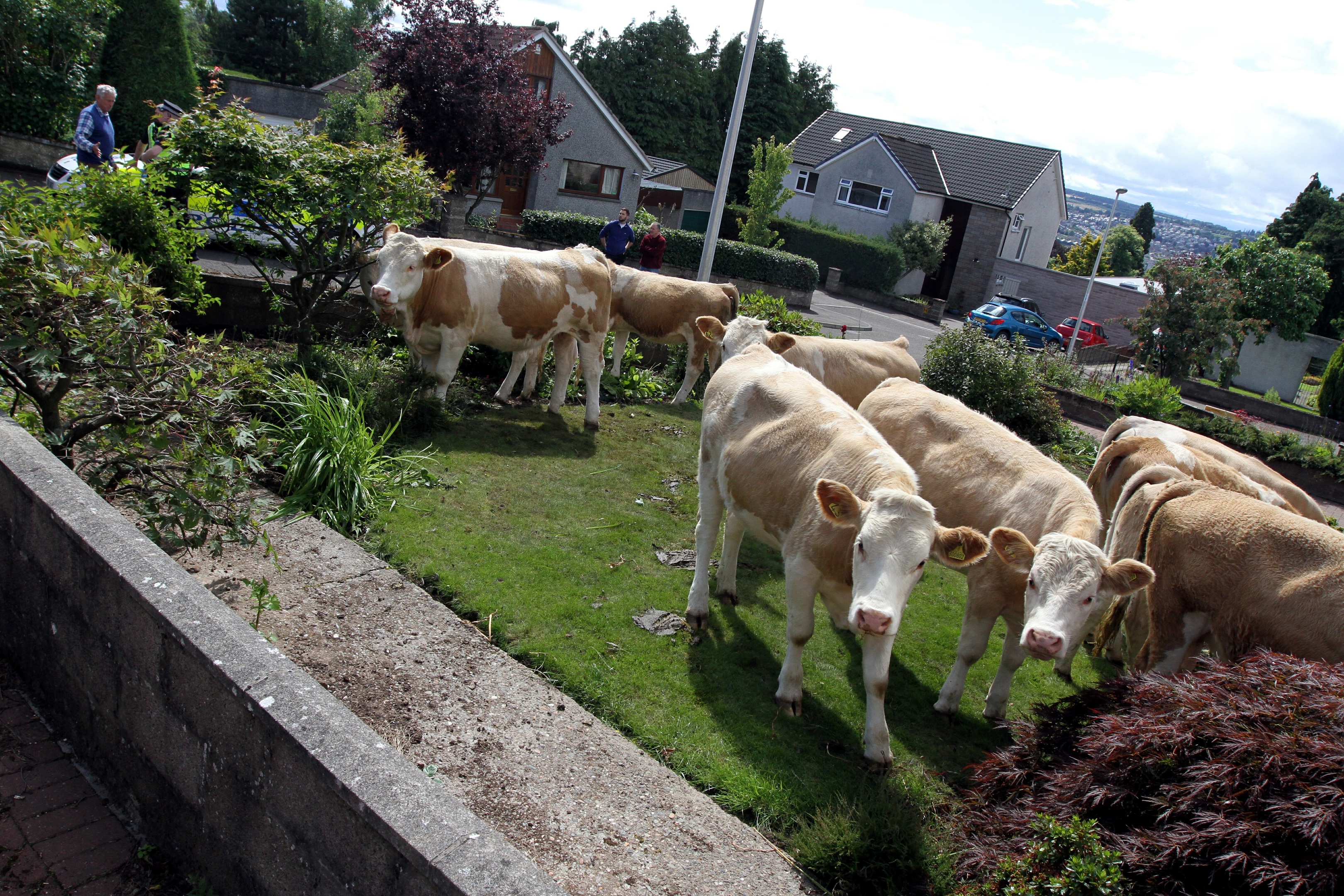 Cows in a garden in Corsie Avenue in Perth.
