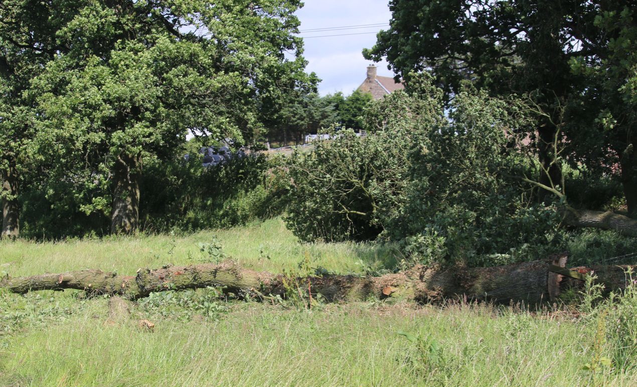 One of the felled trees at Lathro, Kinross.