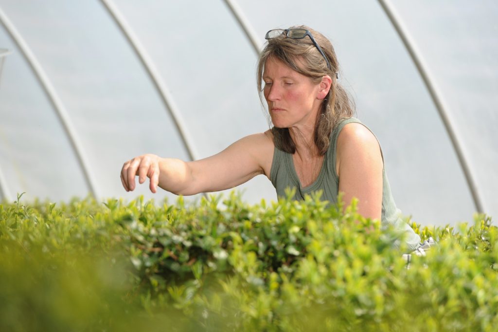 Susie Walker Munro picking tea.