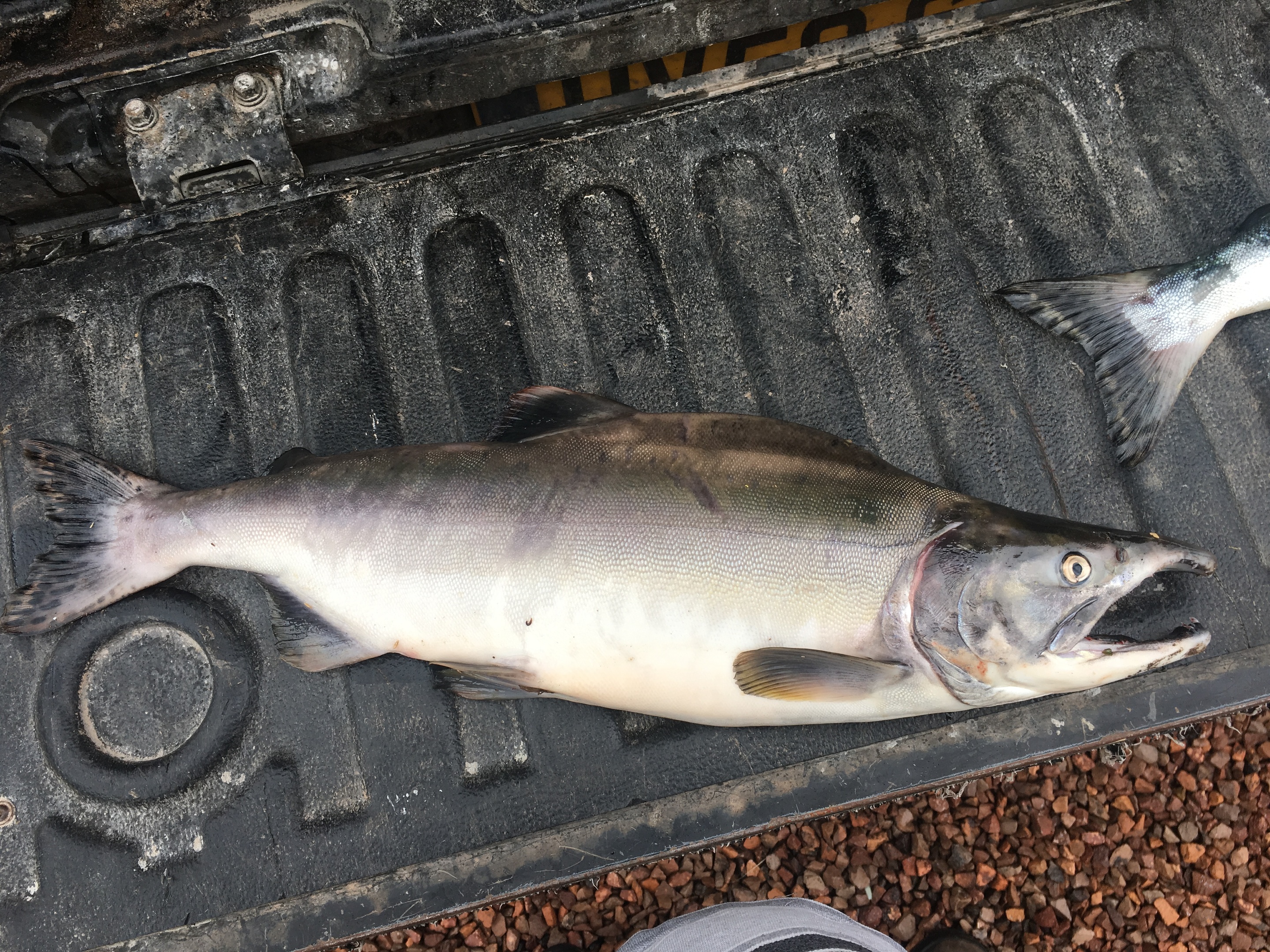 A rod caught male Pink salmon from the North Esk near Montrose.