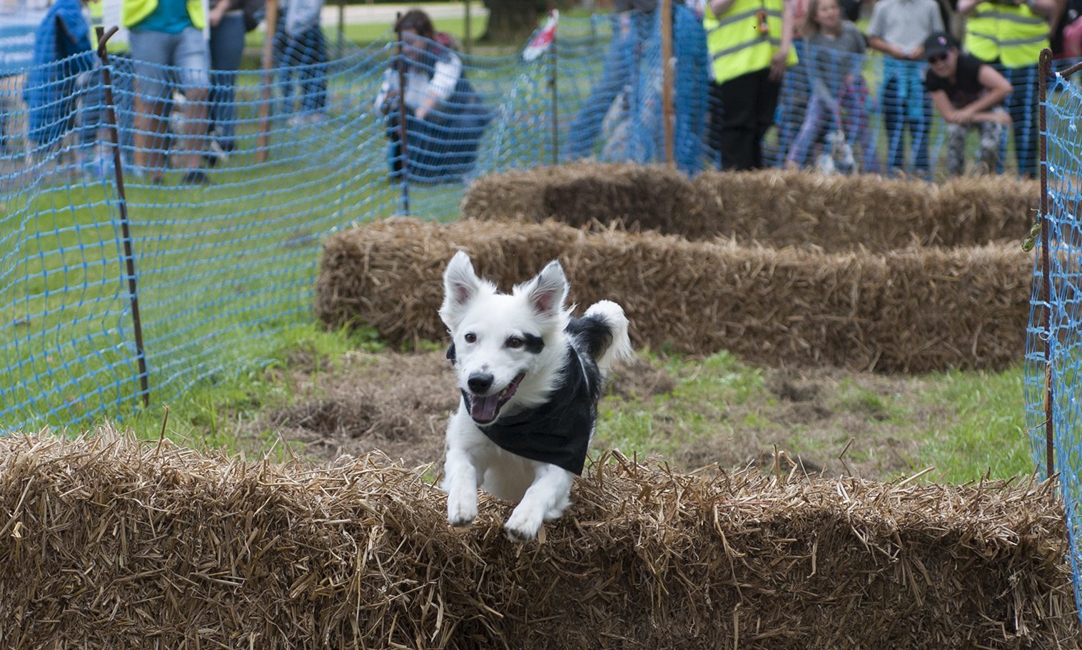 The Dogs Day Out event at Glamis Castle.
