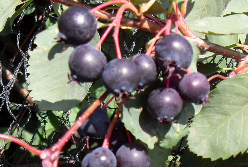 Saskatoons are berry nice for summer