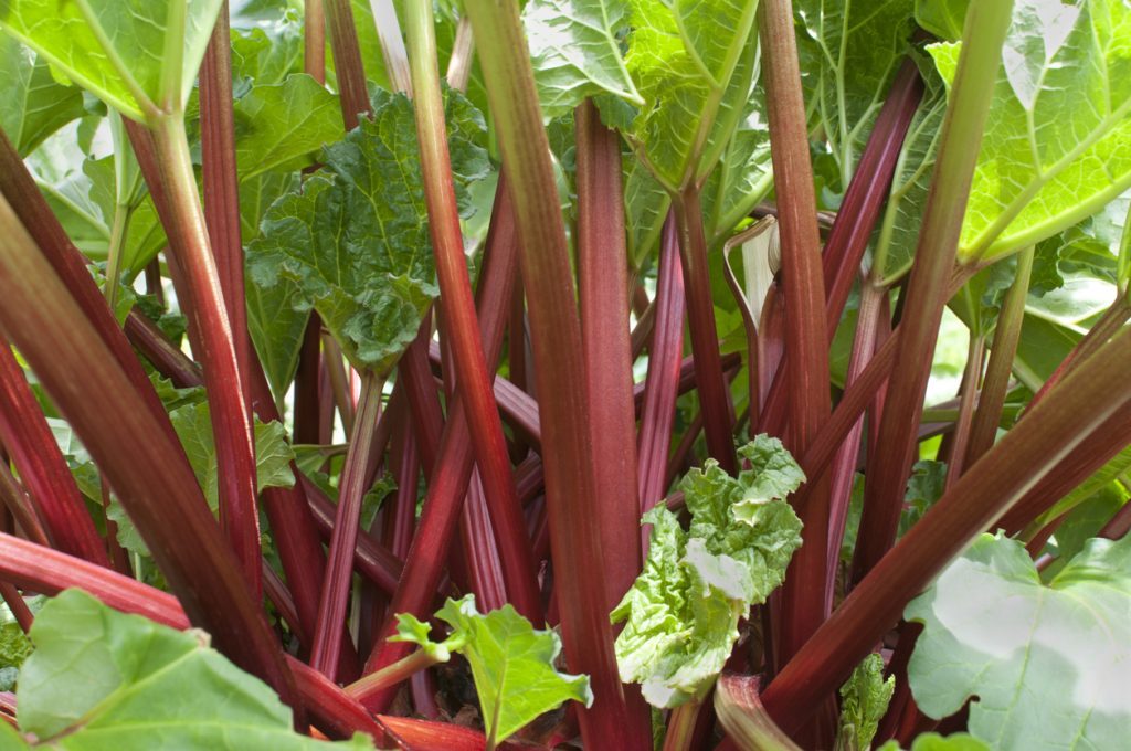 A bunch of red and green rhubarb
