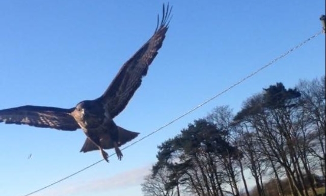 The buzzard has been attacking runners in Carnoustie