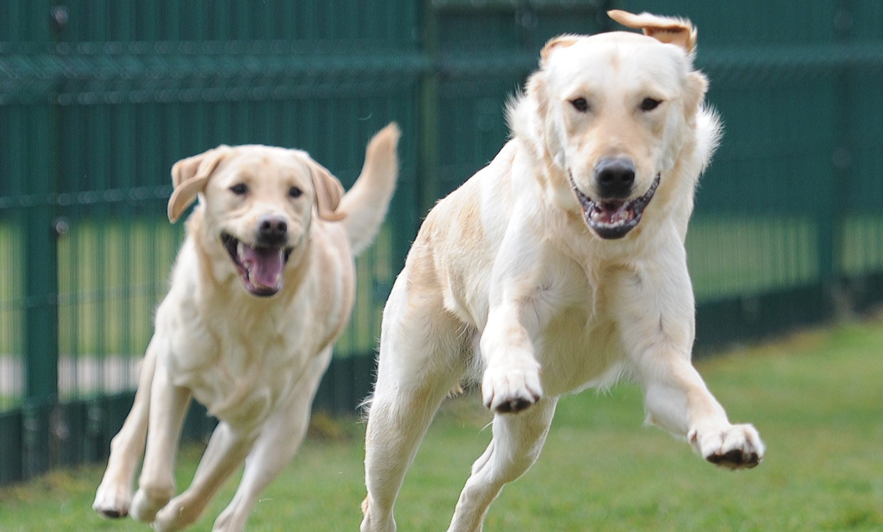 Guide Dogs at Forfar.