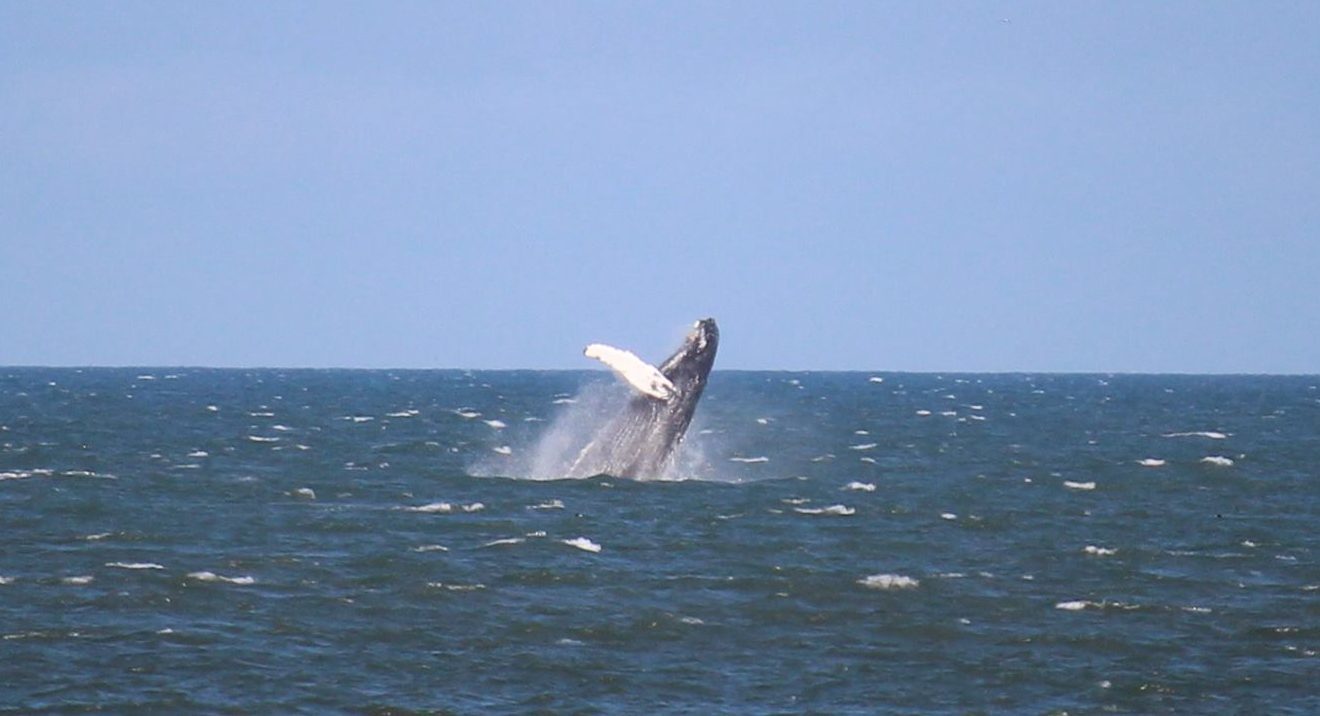 A whale near St Cyrus.