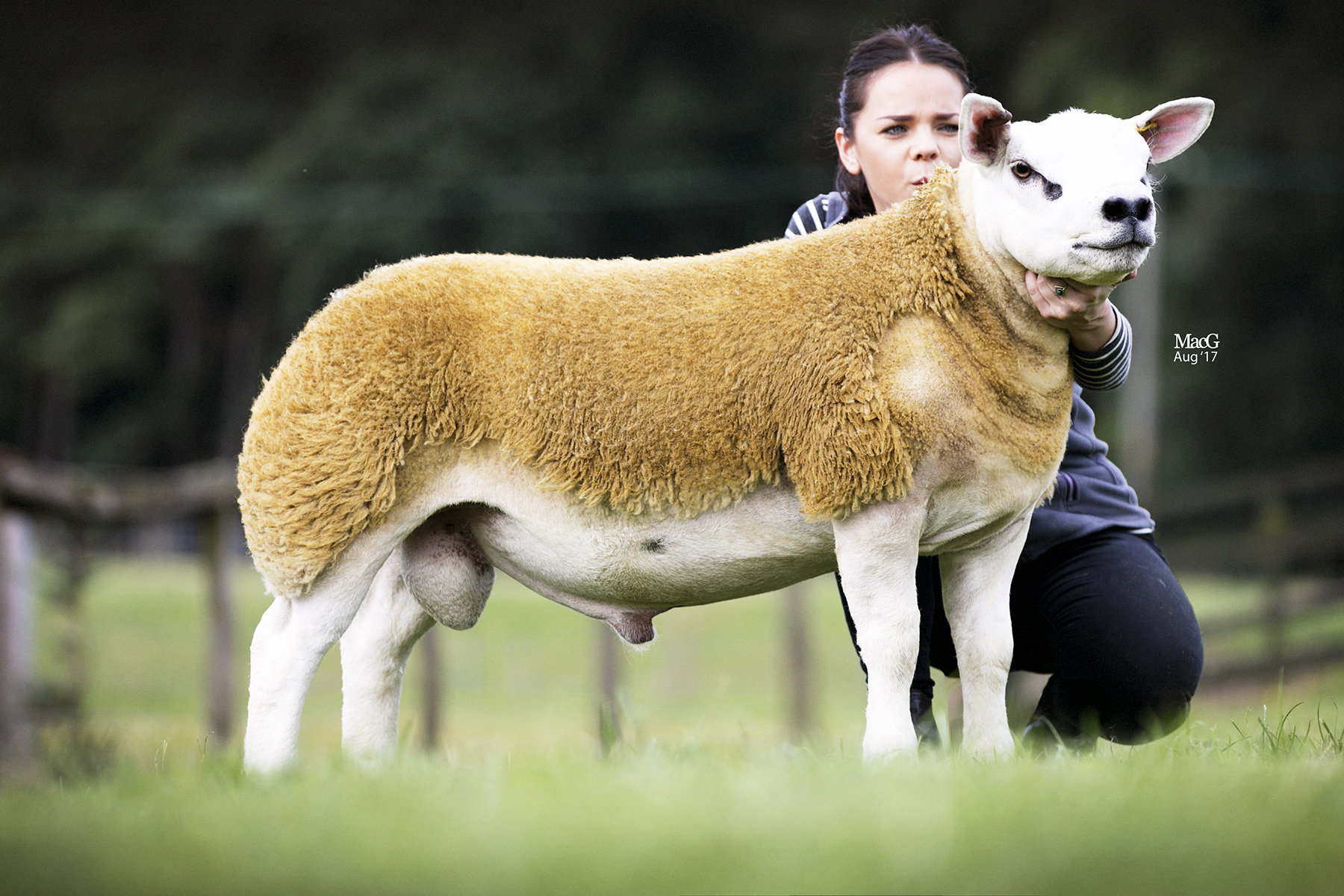 Sportsmans A Star set the Texel sale alight