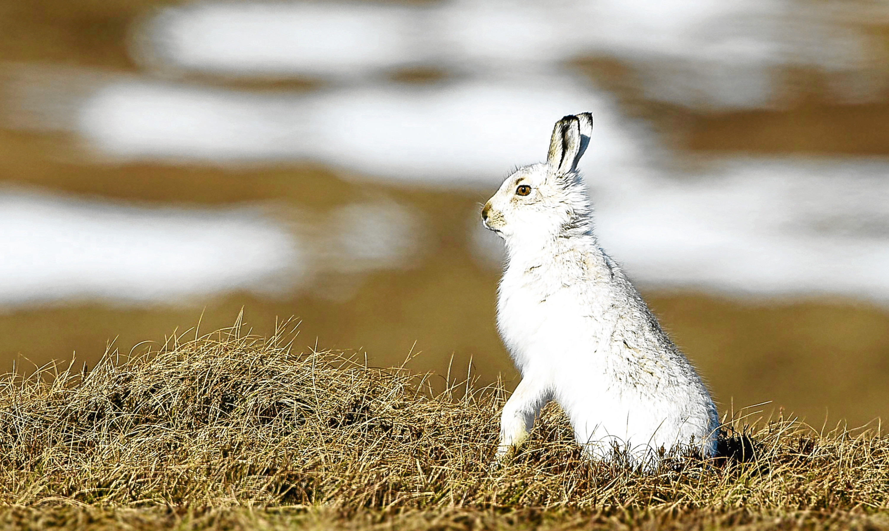 A mountain hare photographed on moorland in Scotland.