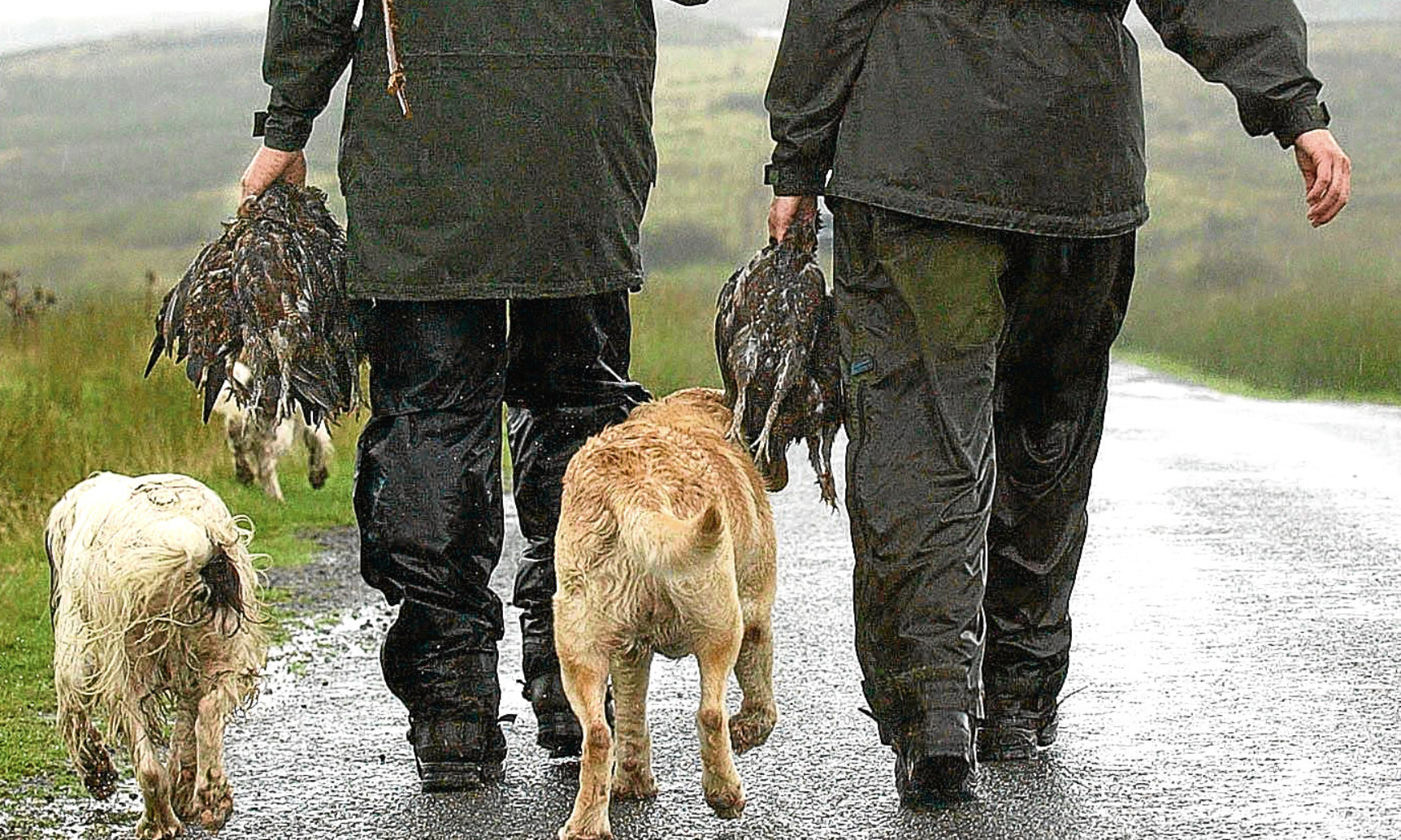 A shooting party returns from a grouse moor on the first day of the season.