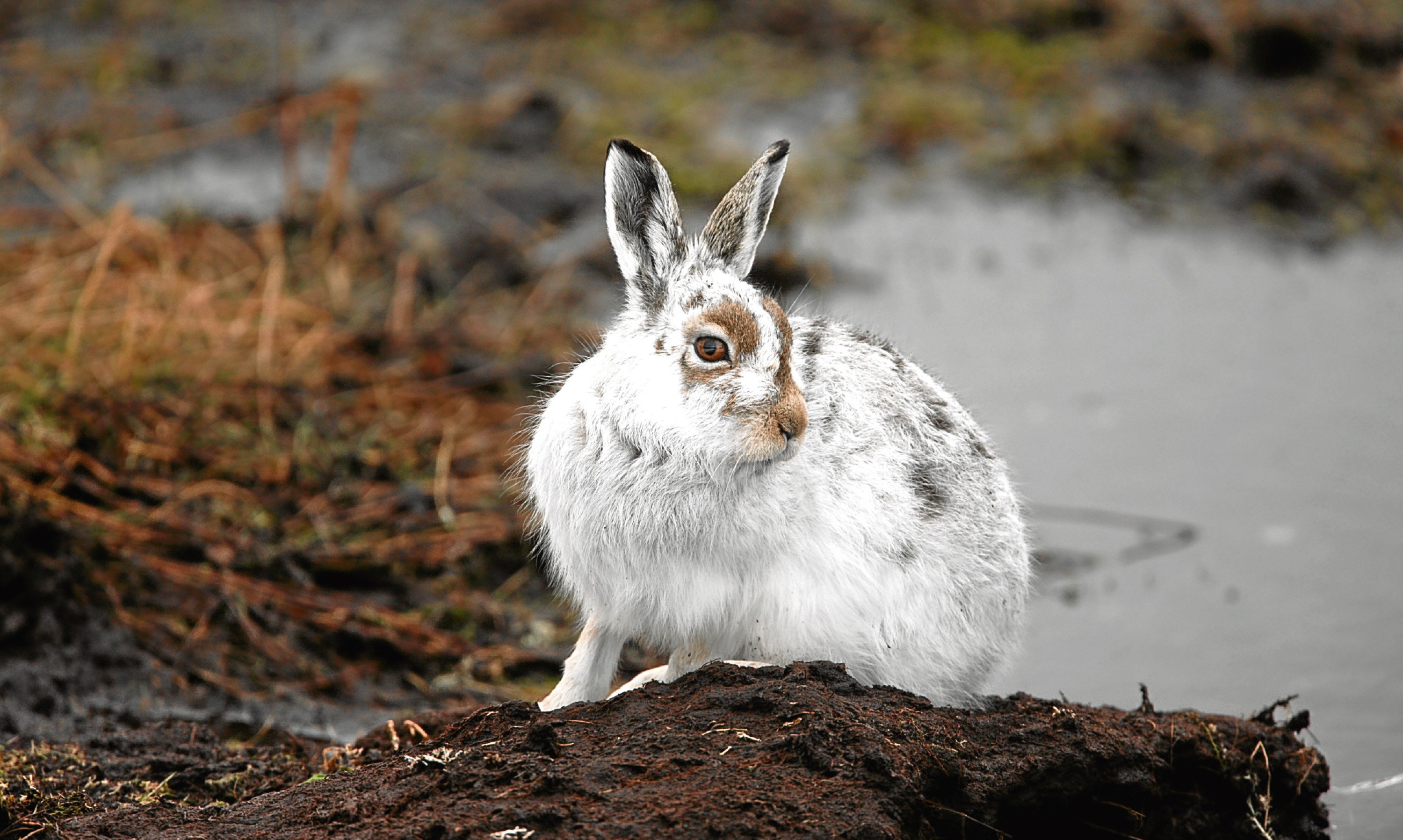 A mountain hare in its winter coat, photographed on moorland.