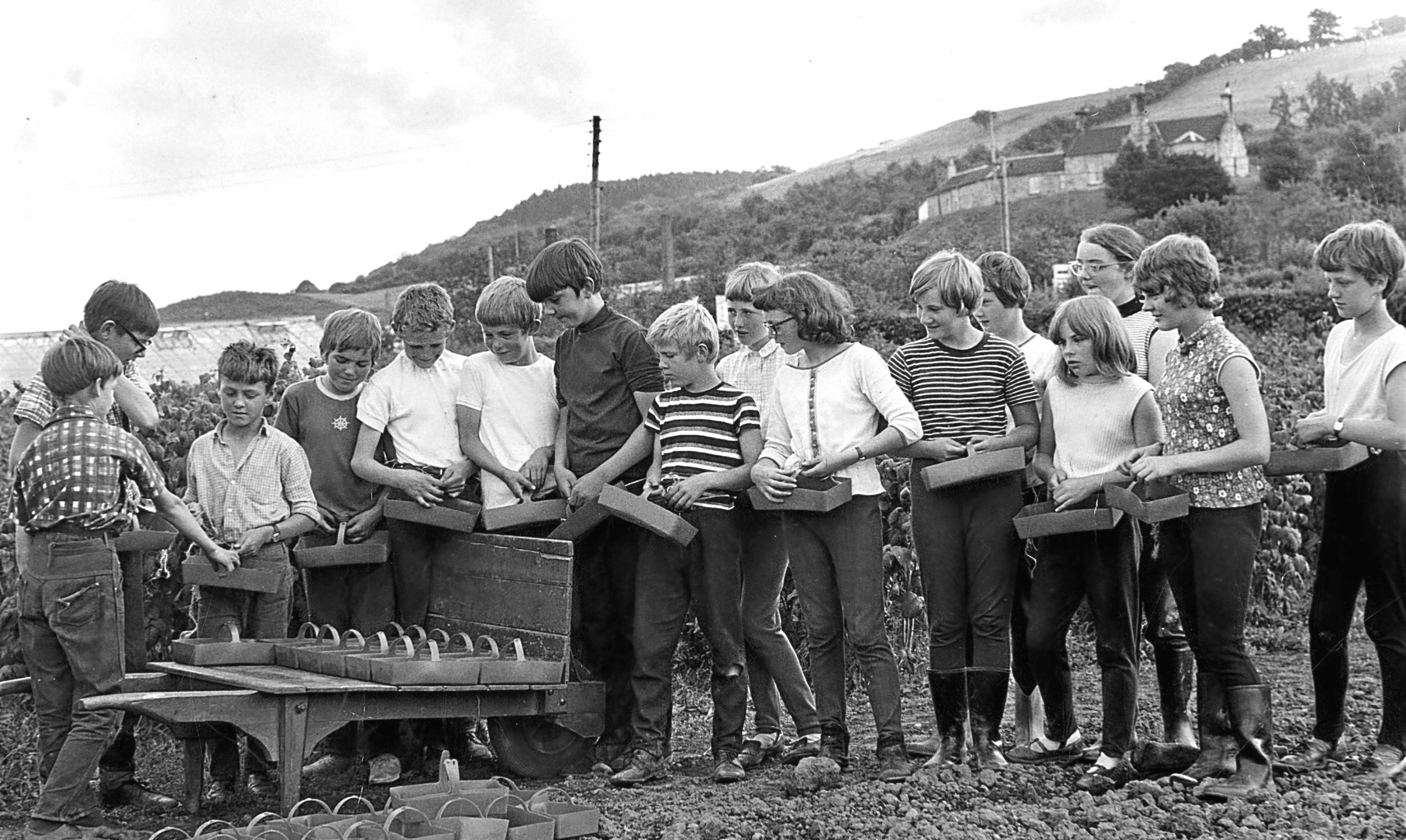 Young raspberry pickers hard at work in the summer of 1969.