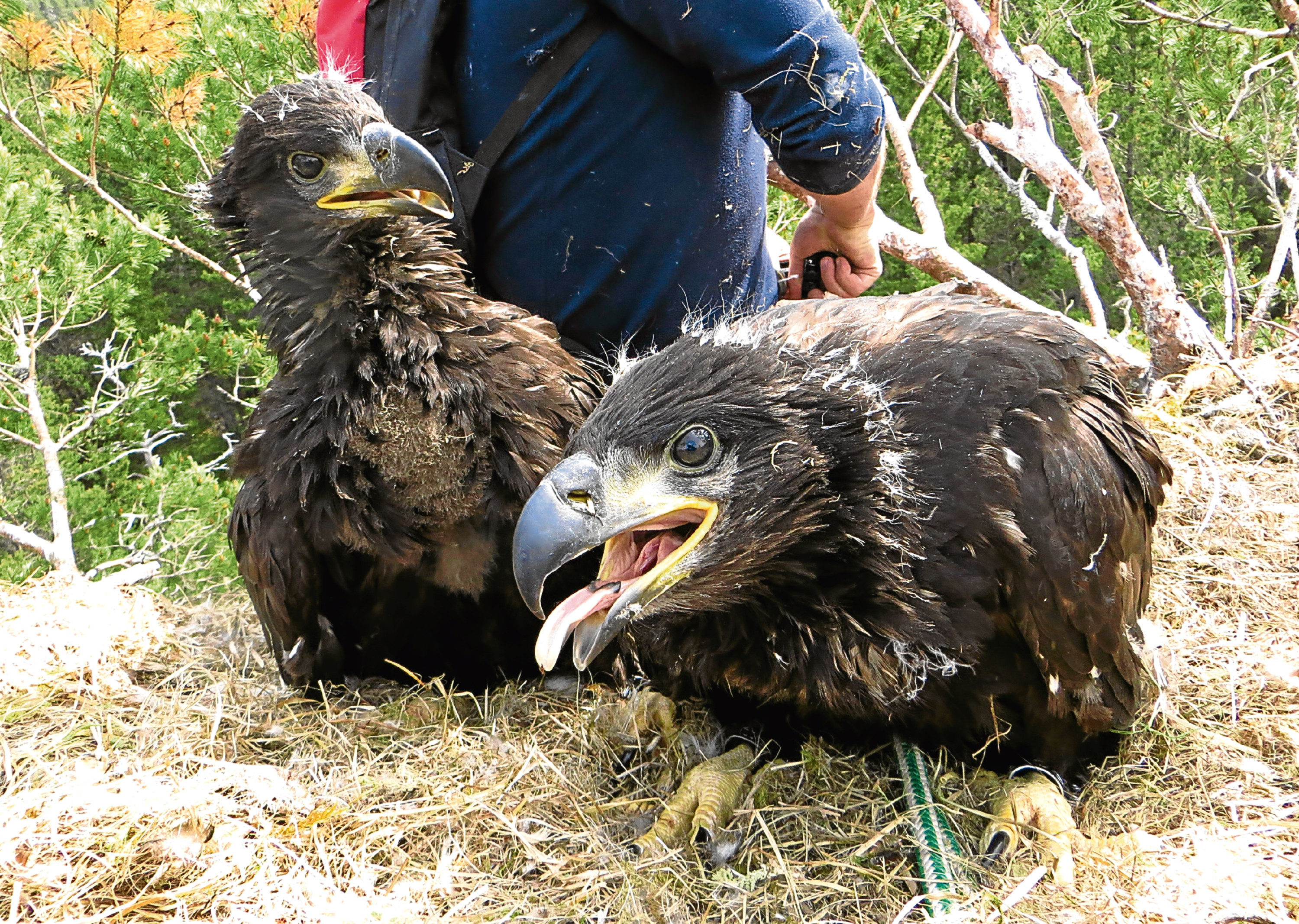 Recently-hatched sea eagle  chicks near Loch Arkaig.